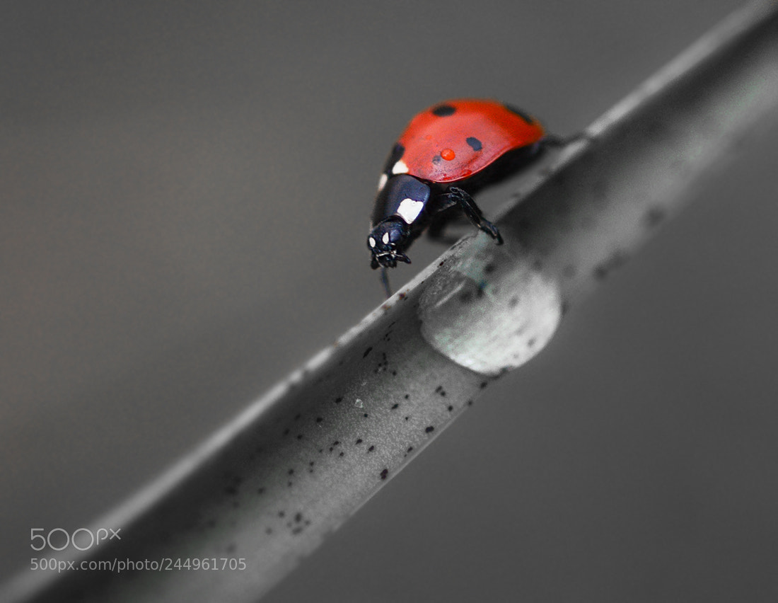 Nikon D7100 sample photo. Ladybug photography