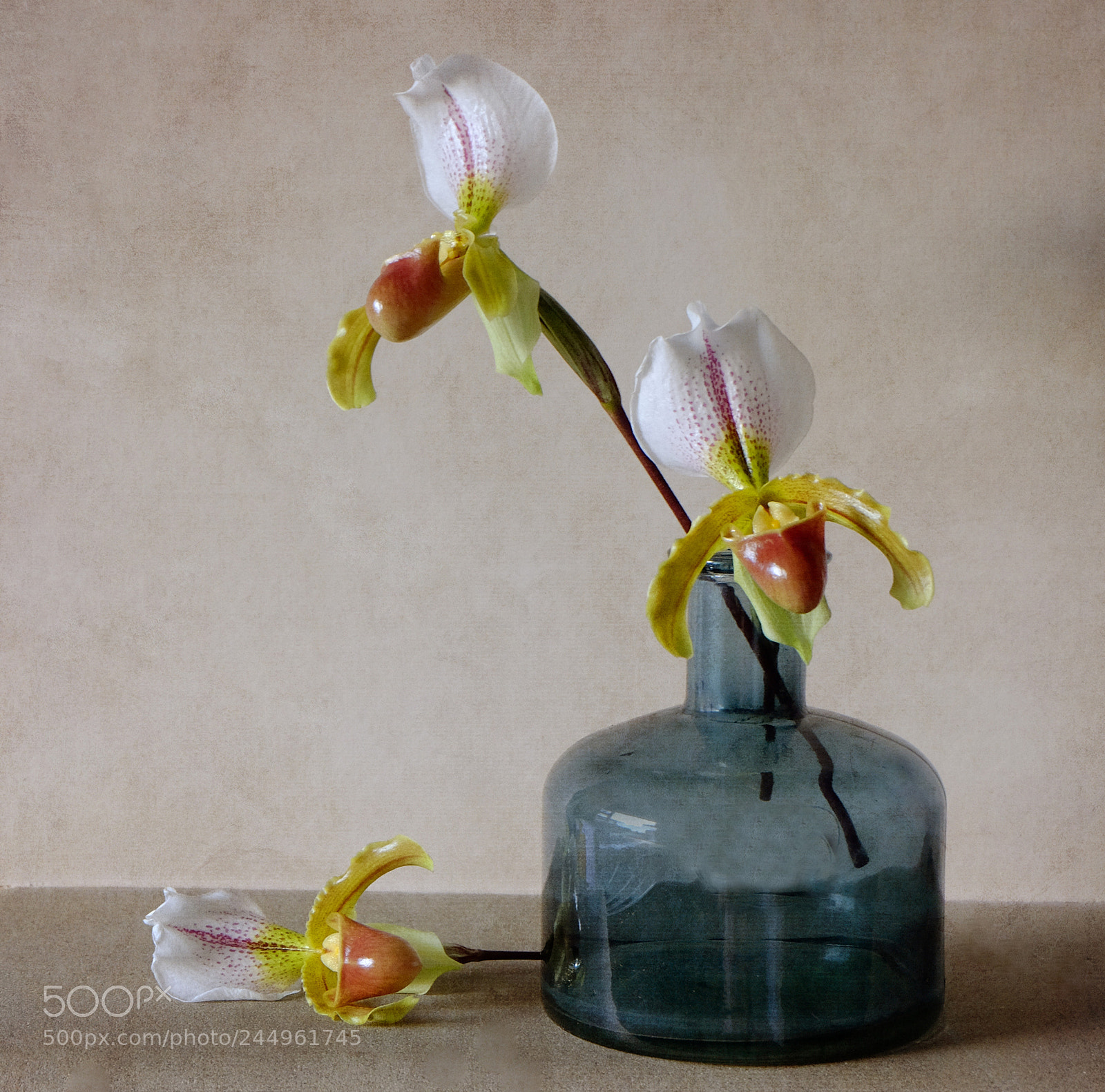 Fujifilm X-T10 sample photo. Slipper orchids photography