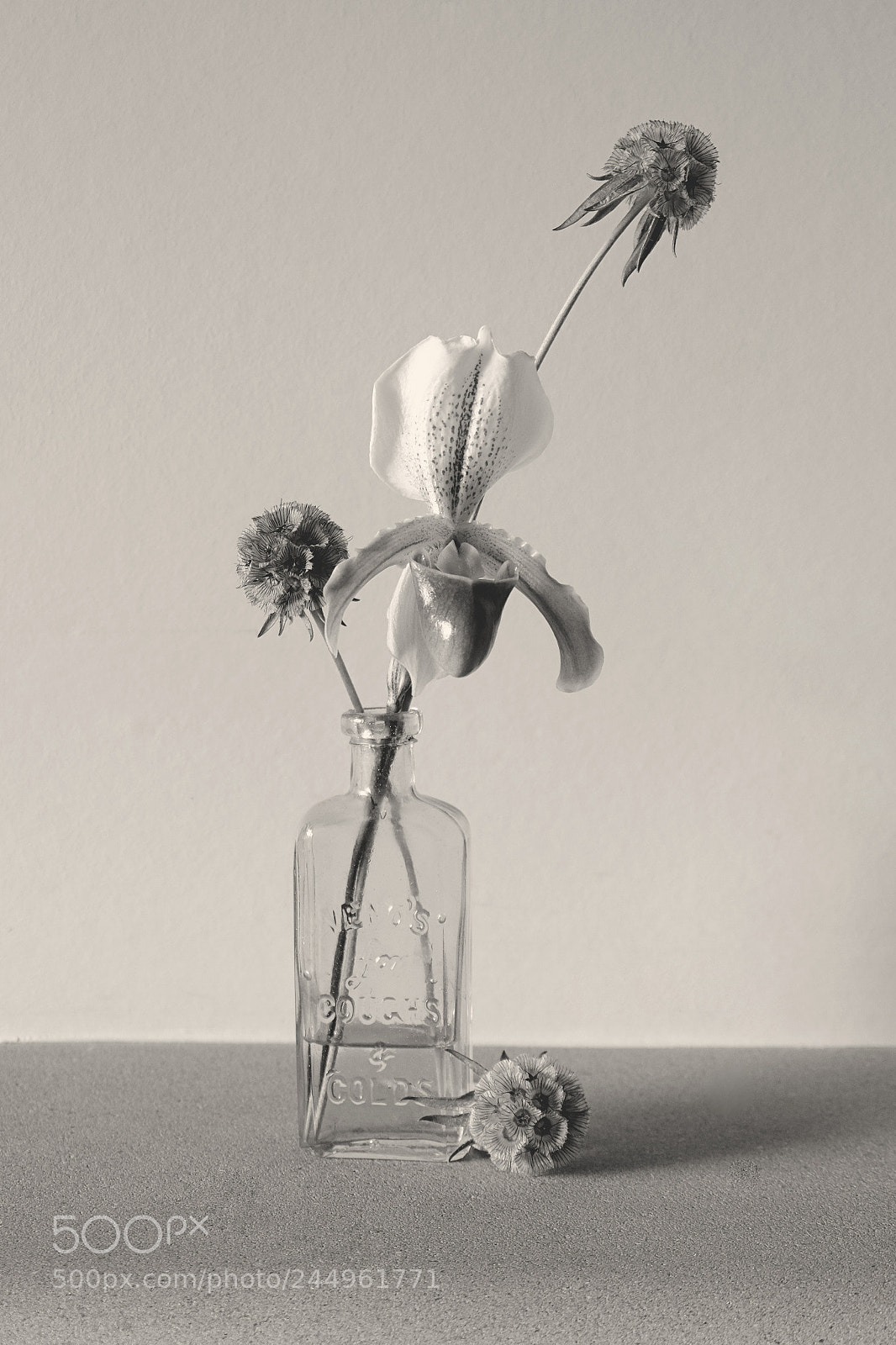Fujifilm X-T10 sample photo. Slipper orchid and scabious photography