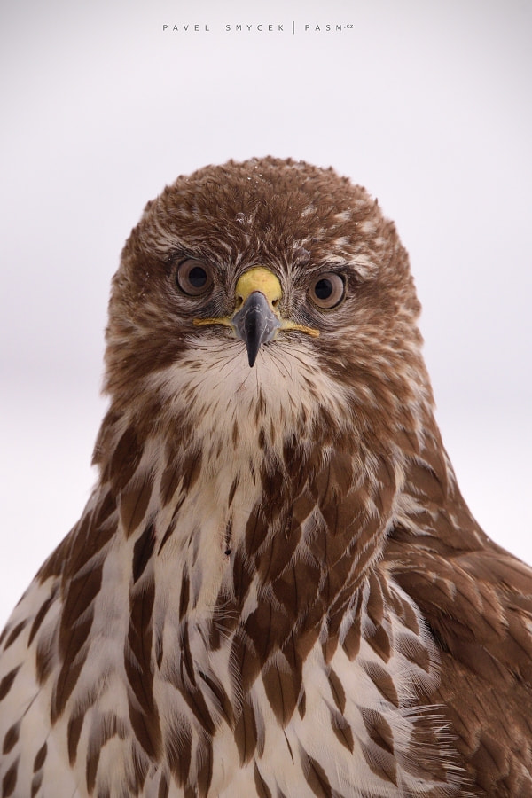Sigma 150-600mm F5-6.3 DG OS HSM | S sample photo. Buteo buteo photography
