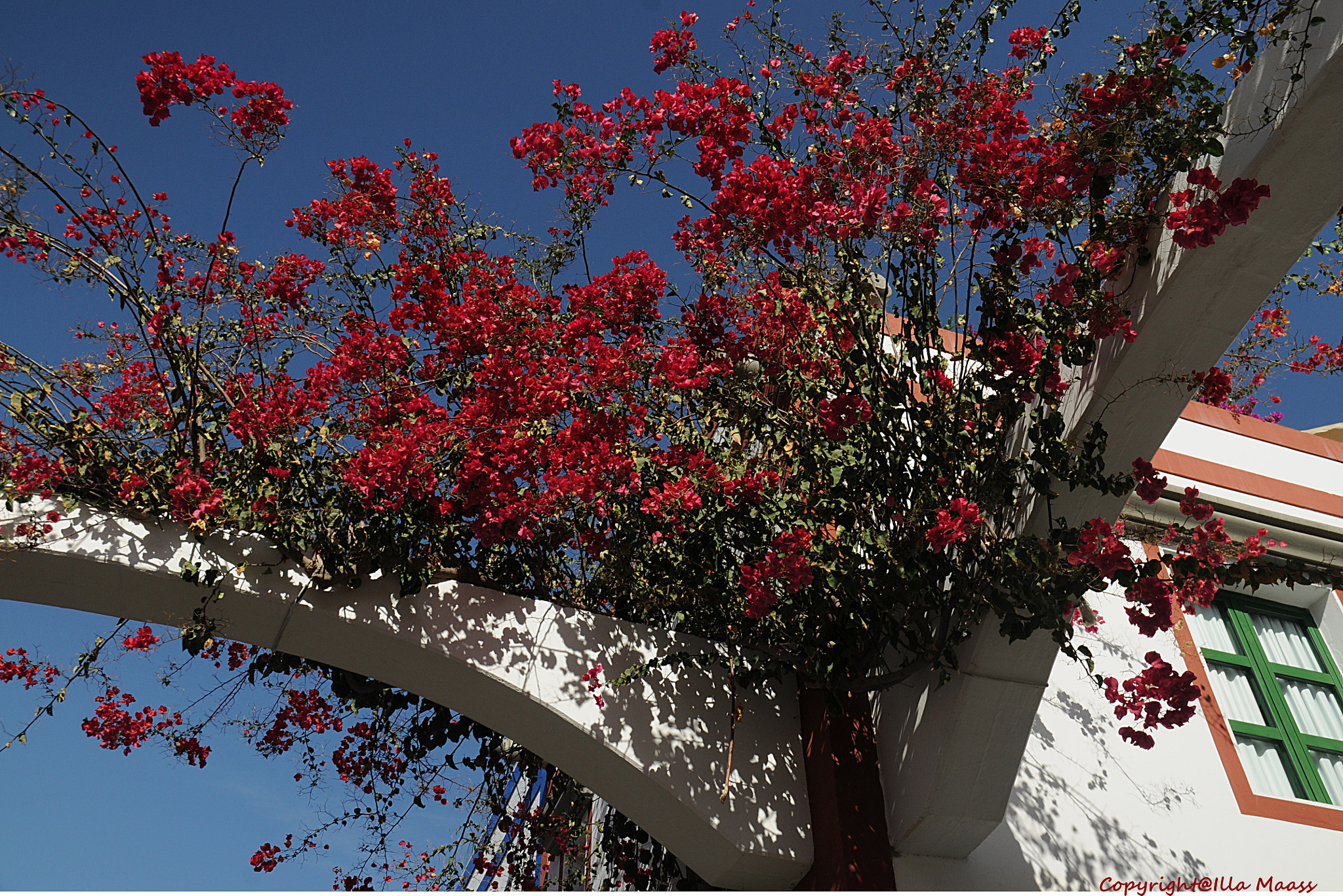 Nikon D300 sample photo. Flowers in the air photography