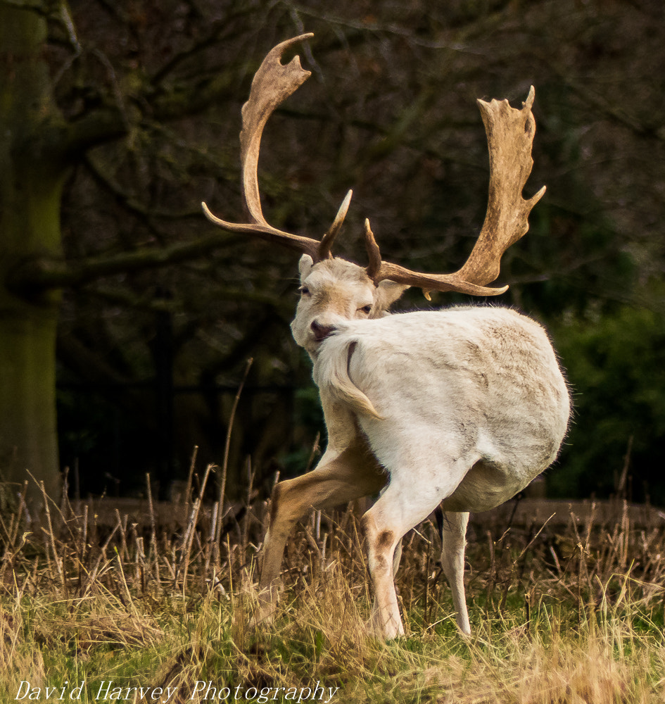 Panasonic DMC-FZ330 sample photo. Fallow deer photography