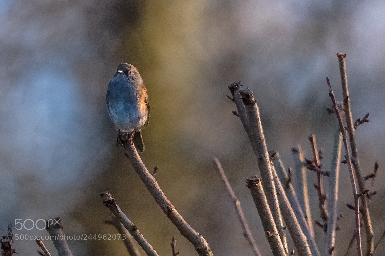 Nikon D850 sample photo. Cherry dunnock photography