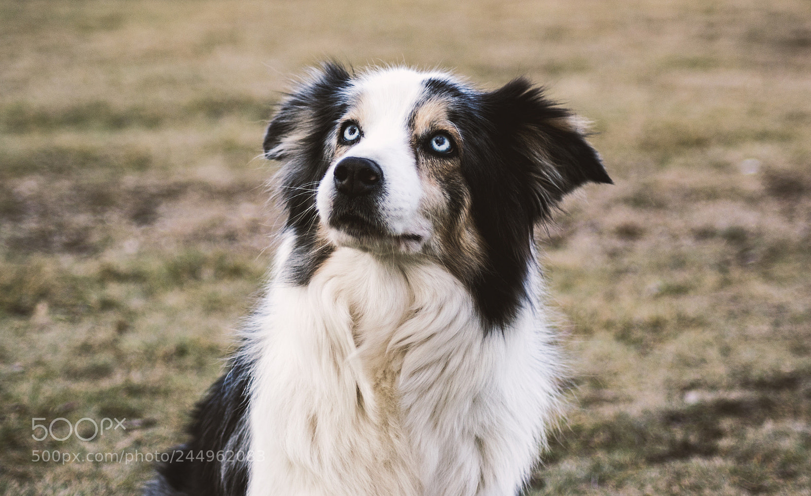 Nikon D3100 sample photo. Sweet eyes photography