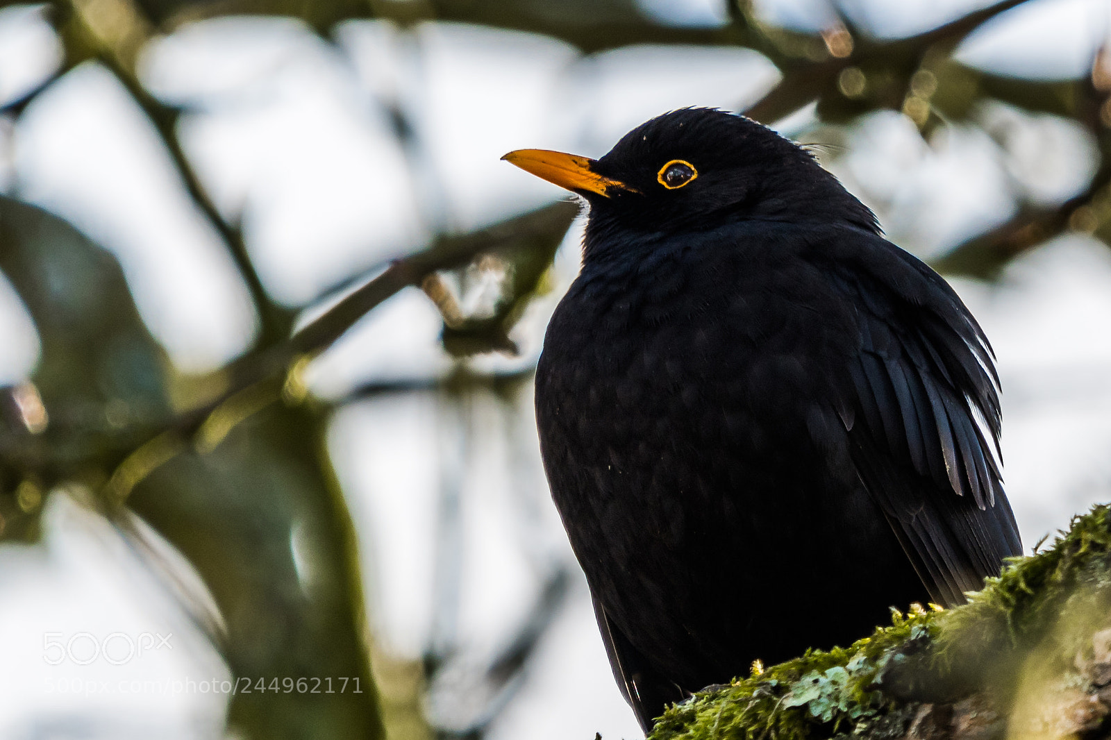 Nikon D500 sample photo. The common blackbird turdus photography