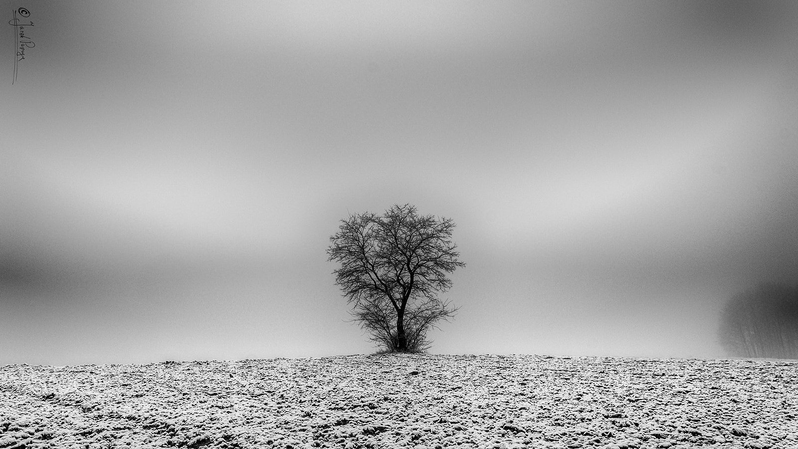 Nikon D500 sample photo. Tree photography