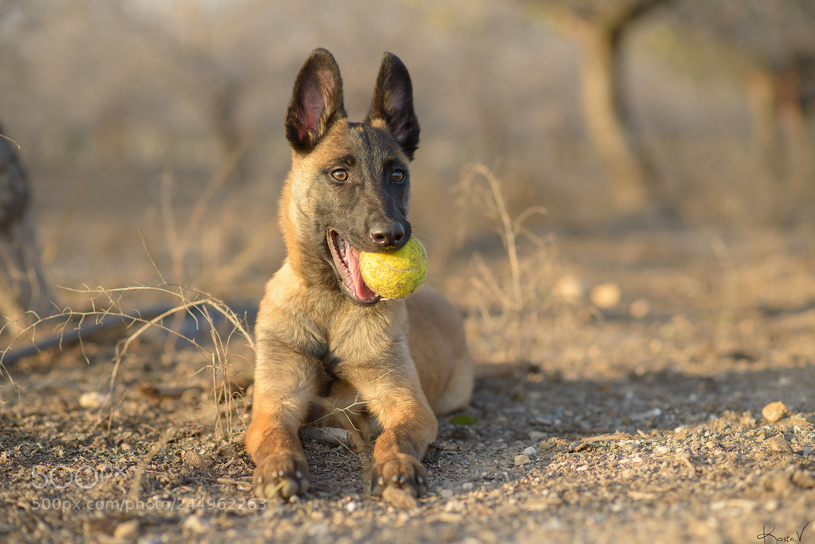 Nikon D800 sample photo. Louisthemalinois photography