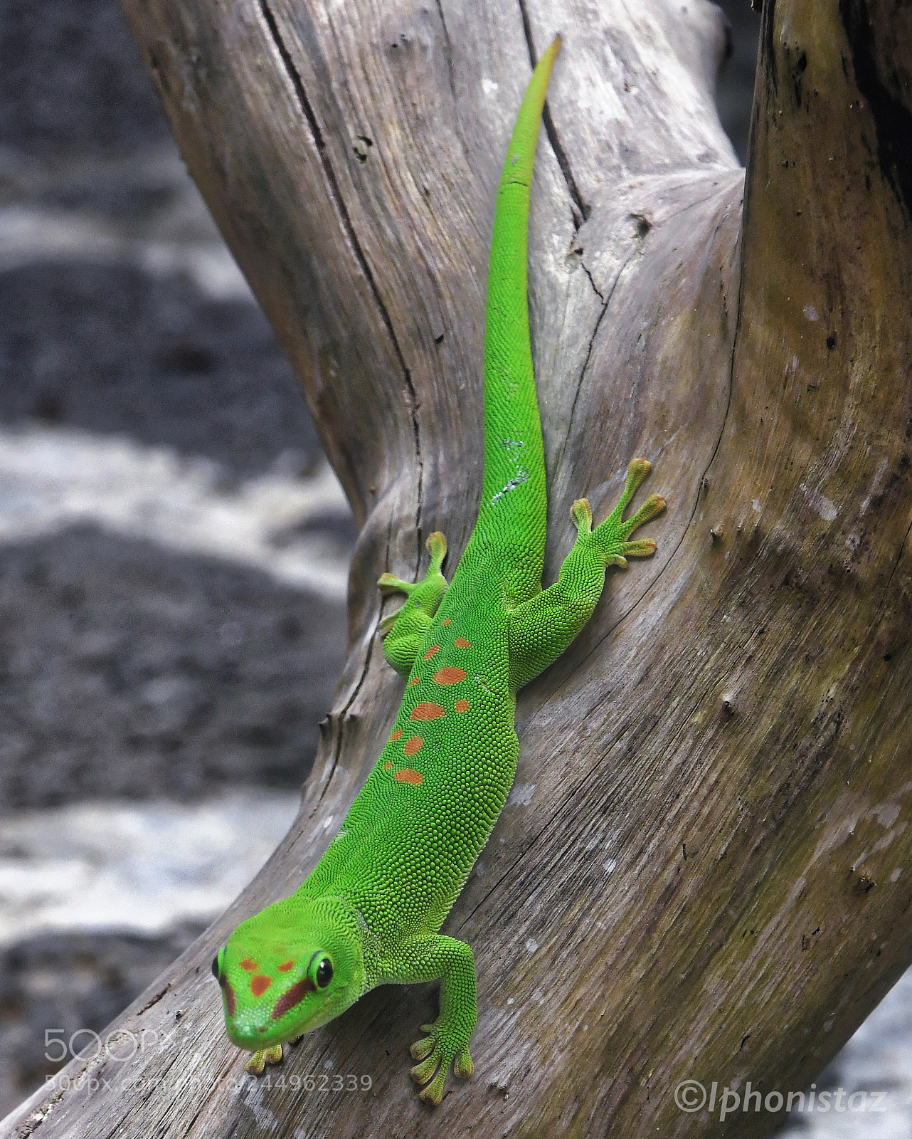 Nikon D500 sample photo. Gekko maurice photography