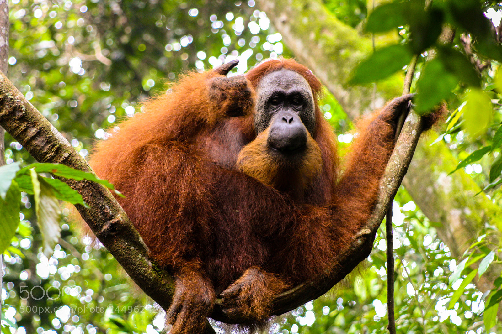 Canon EOS 1000D (EOS Digital Rebel XS / EOS Kiss F) sample photo. Sumatran orangutan photography