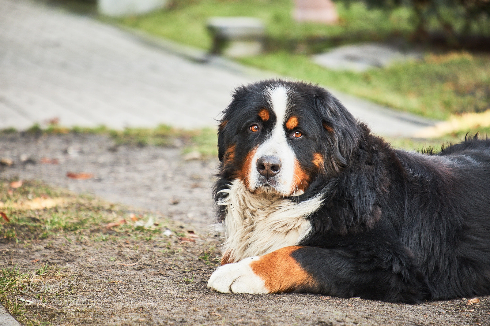 Fujifilm X-T20 sample photo. Dog's life photography