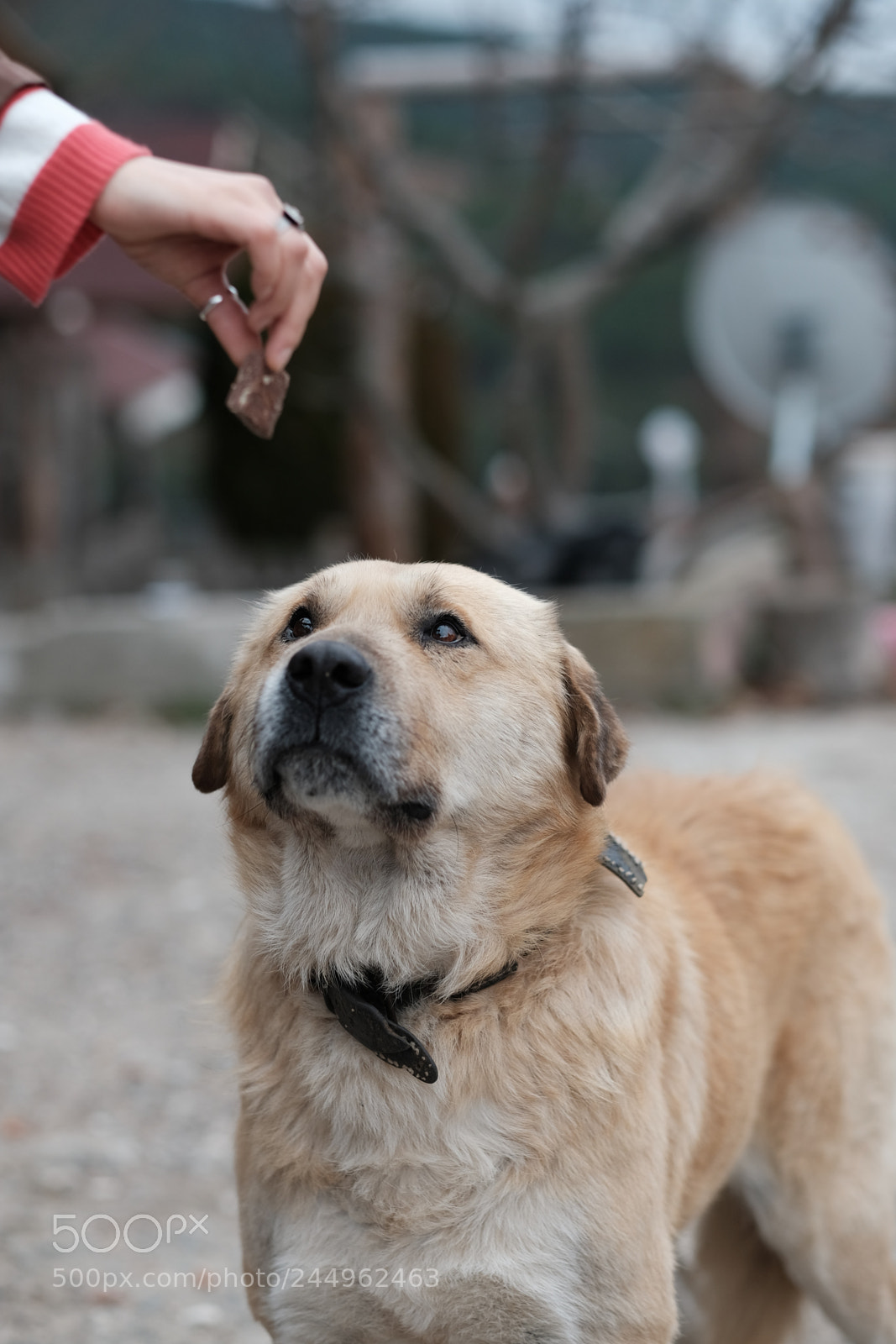 Fujifilm X-T2 sample photo. Dog photography