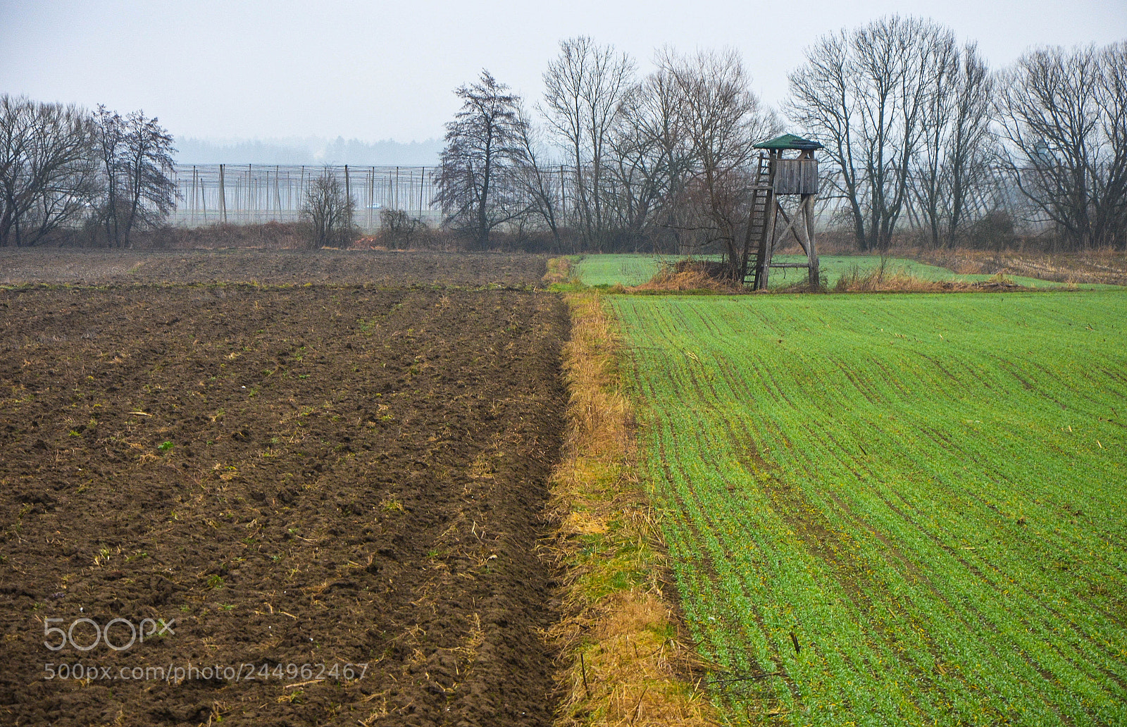 Nikon D5100 sample photo. New life photography
