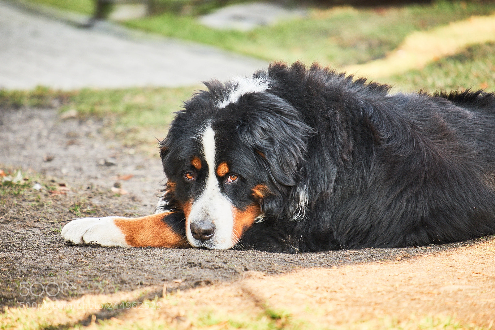 Fujifilm X-T20 sample photo. Dog's life photography