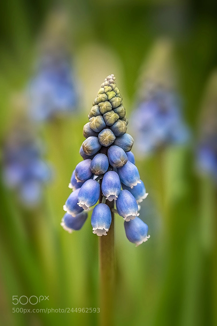 Olympus OM-D E-M1 Mark II sample photo. Muscari photography