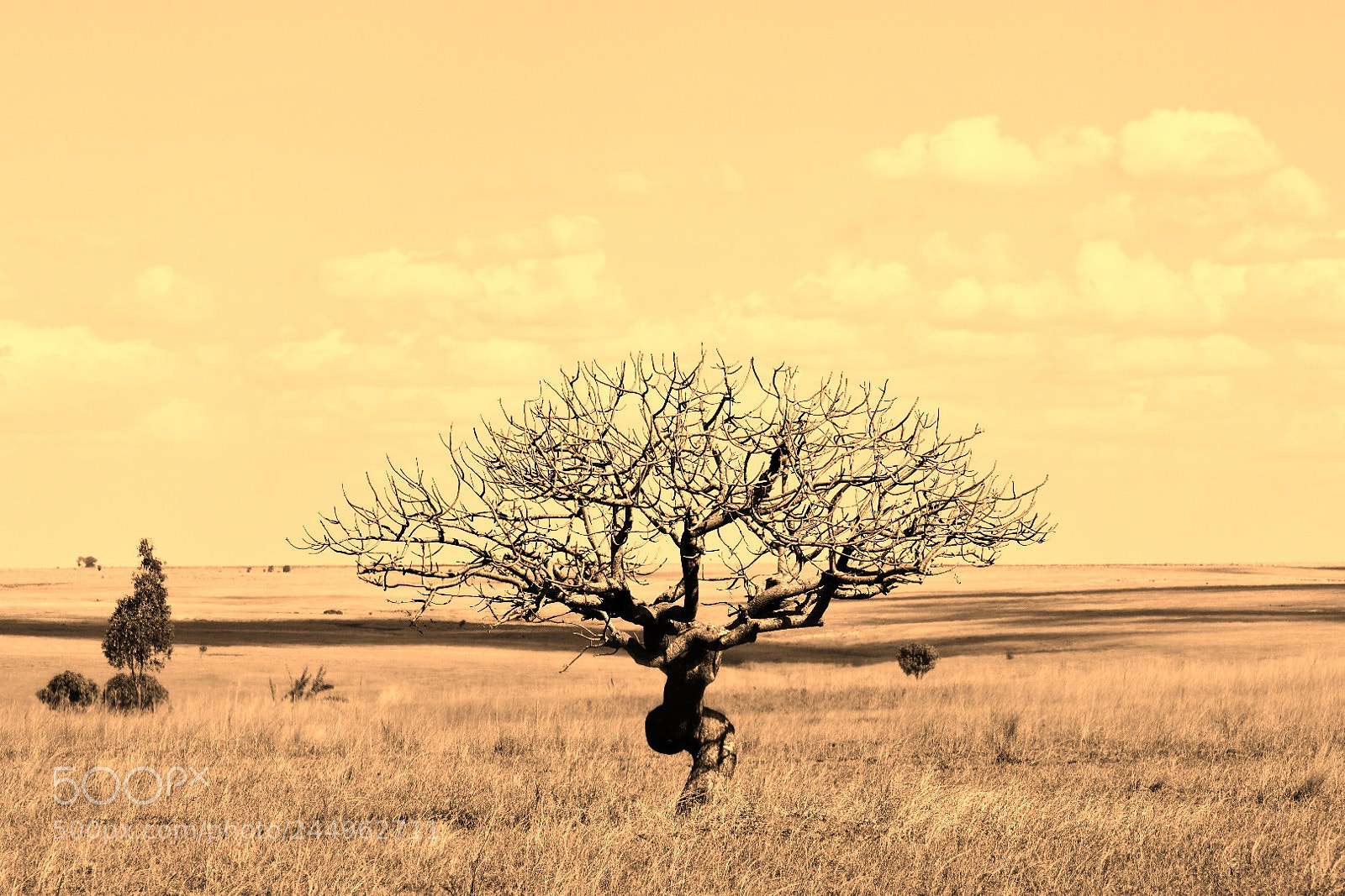 Nikon D5500 sample photo. Rising tree photography