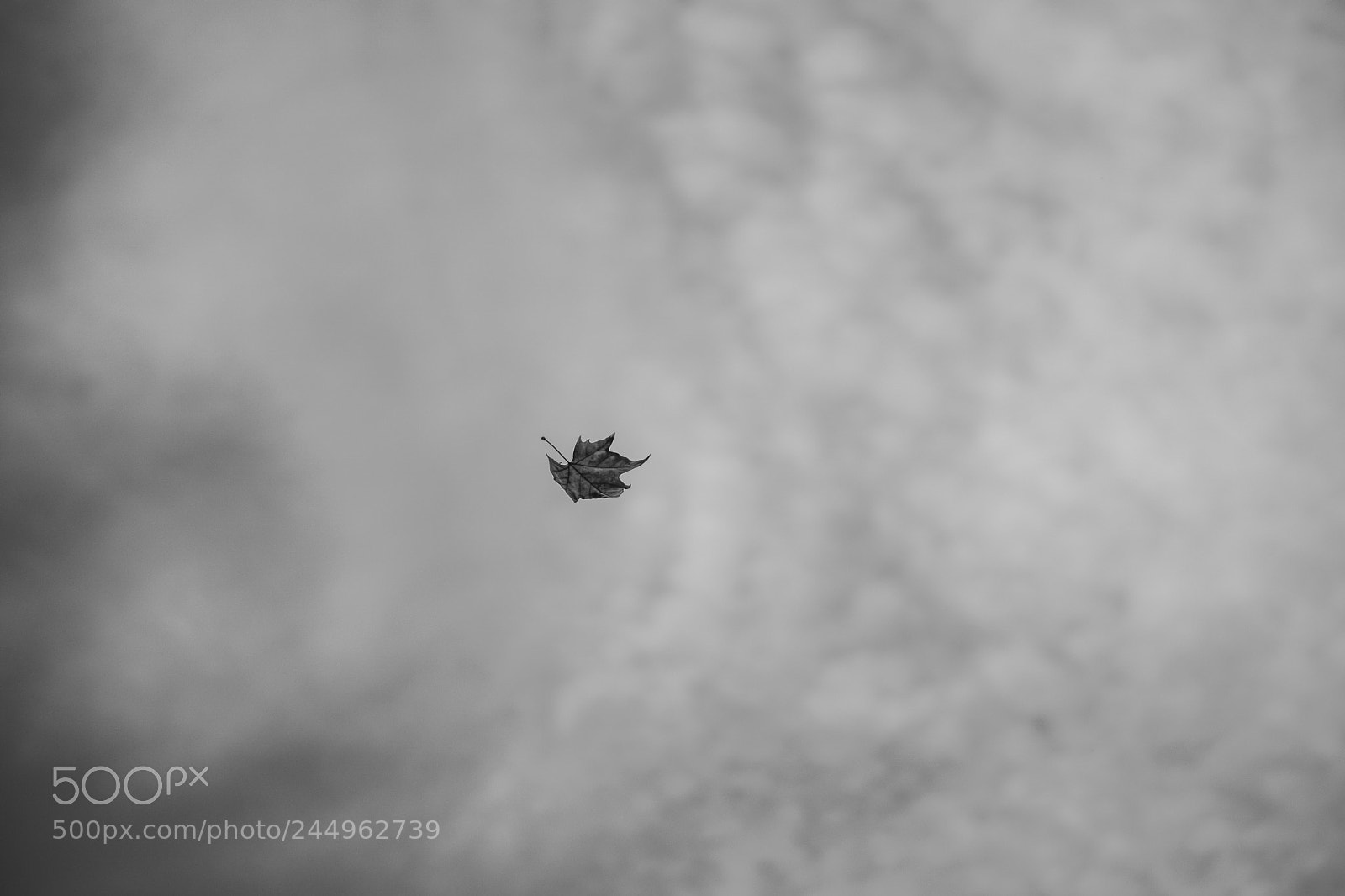 Sony a6500 sample photo. Leaf on the wind photography