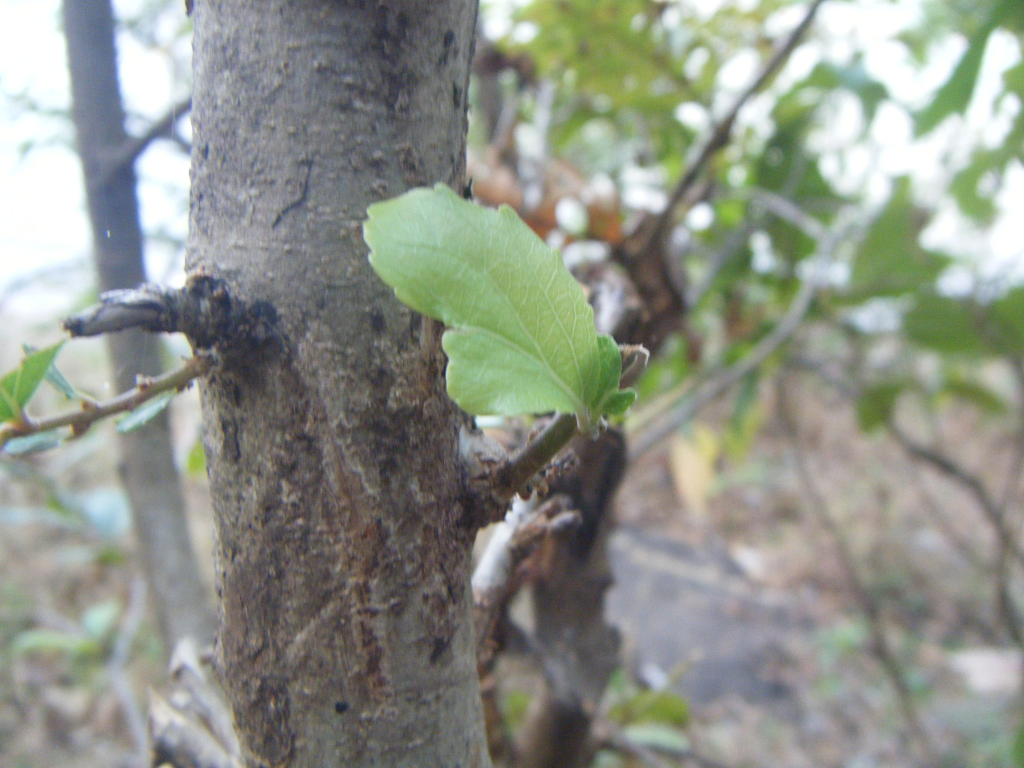 Fujifilm FinePix Z20fd sample photo. A new h o p e . photography