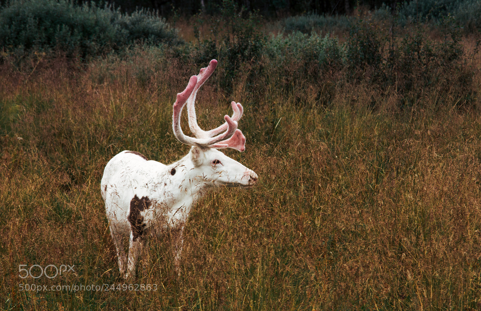 Nikon D7200 sample photo. White reindeer photography
