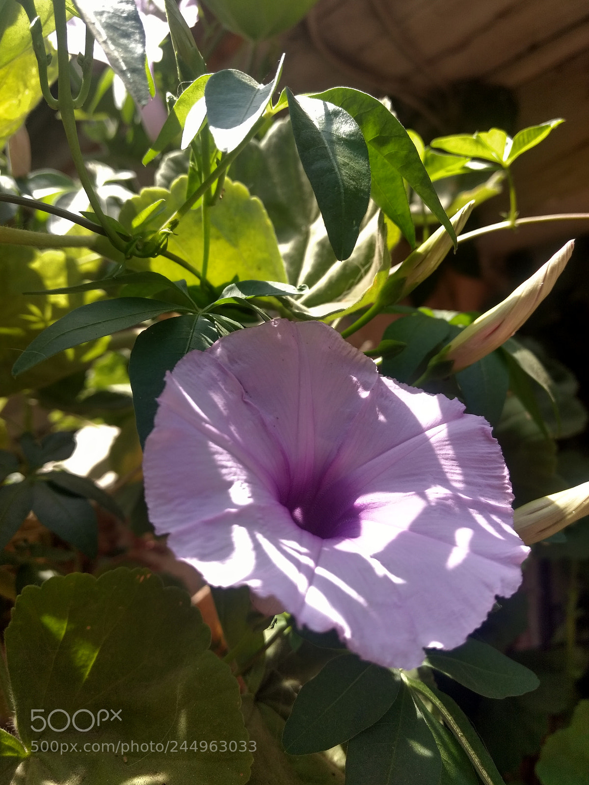 Motorola Moto Z Play sample photo. Untitled photography