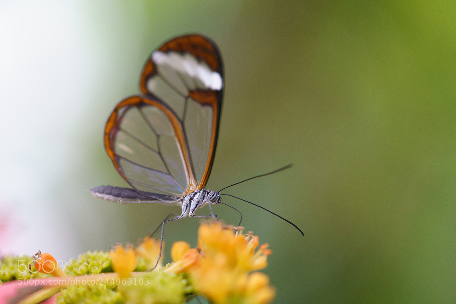 Sony a7R III sample photo. Glass wings photography