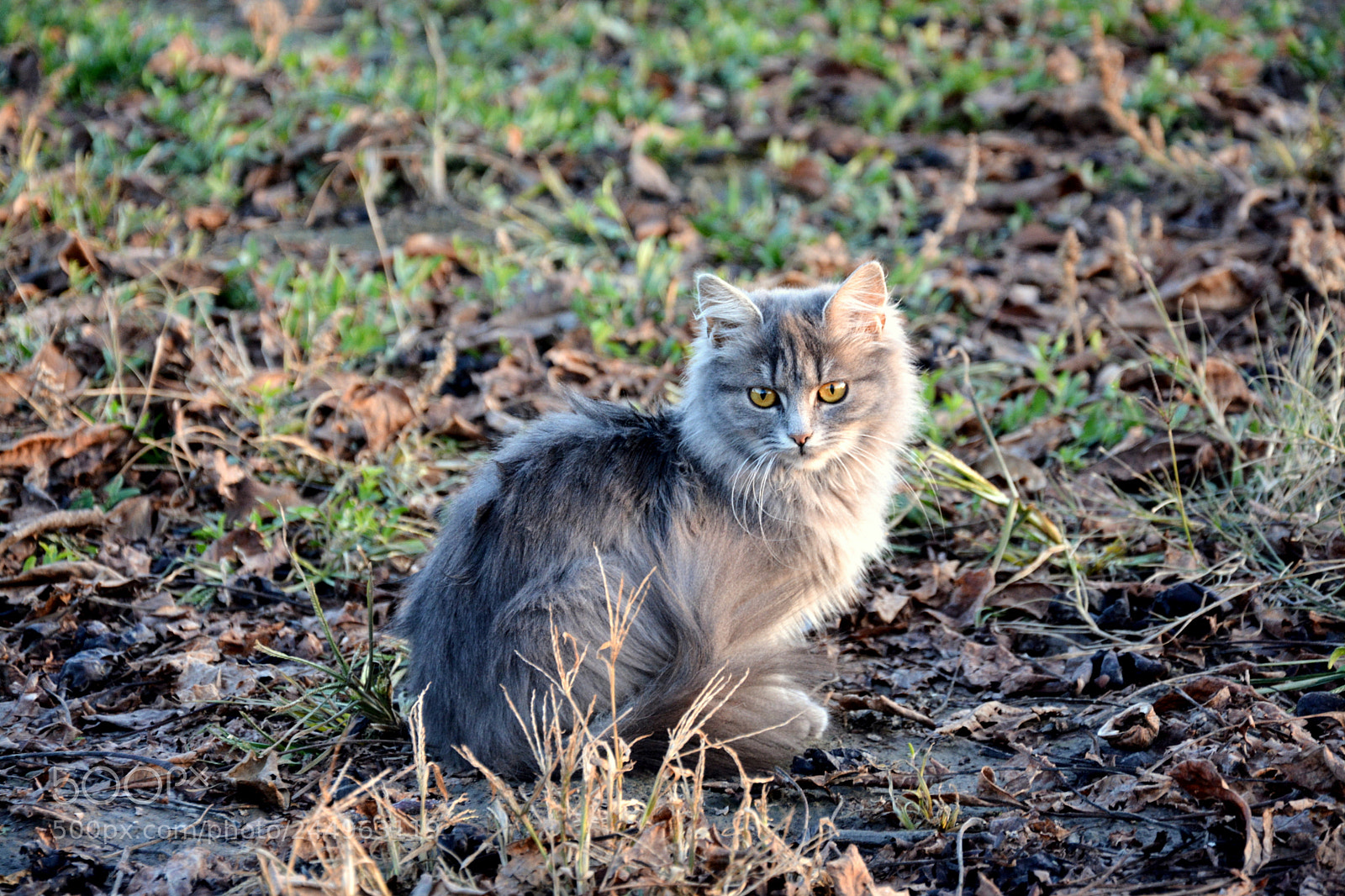 Nikon D7100 sample photo. Beautiful norwegian forest kitten photography