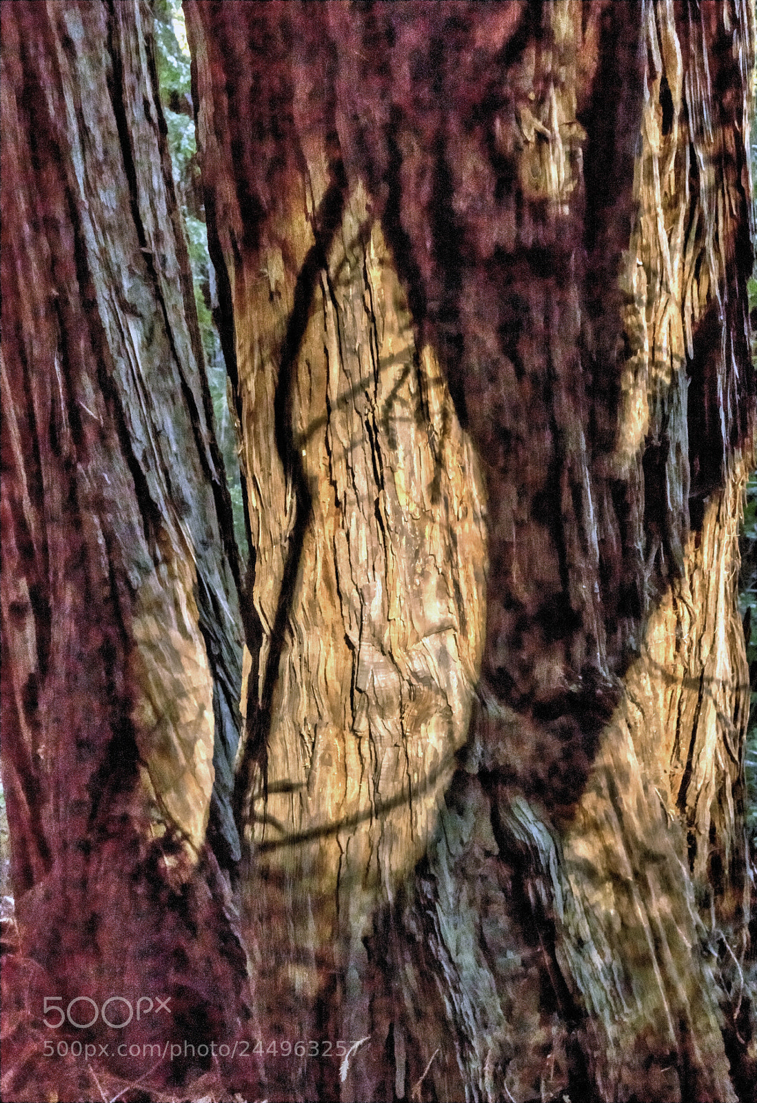 Sony a7 sample photo. Shadows on trees photography
