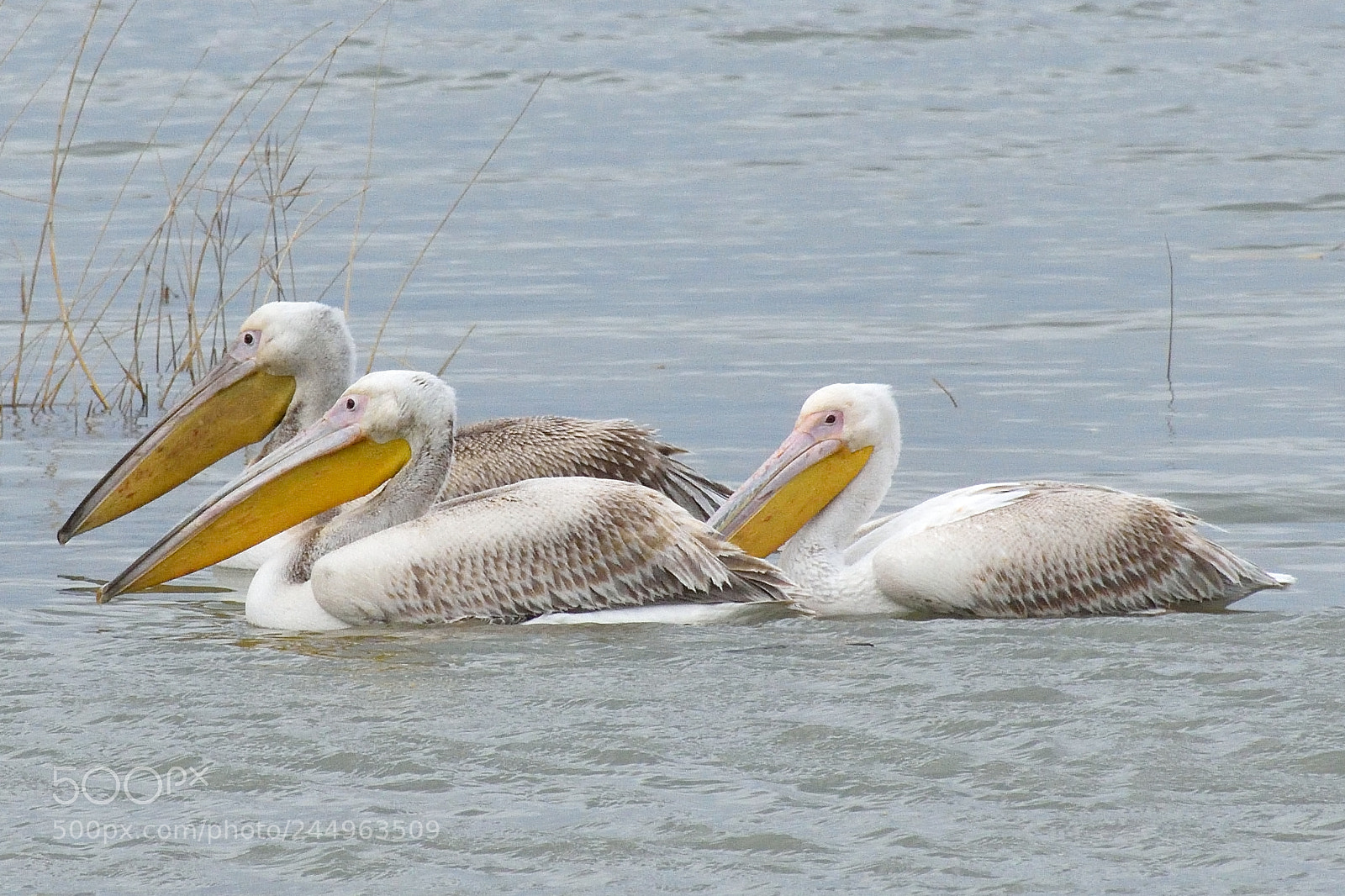 Nikon D5500 sample photo. Pelican photography
