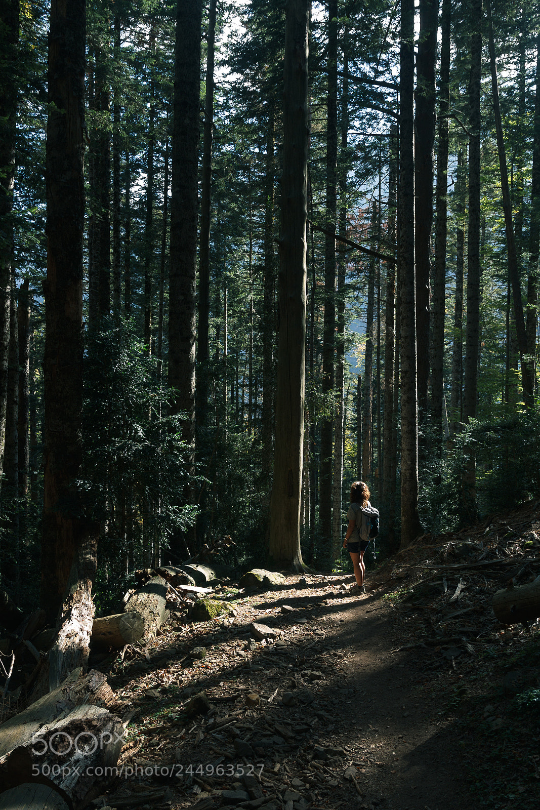 Canon EOS 60D sample photo. Into the woods photography