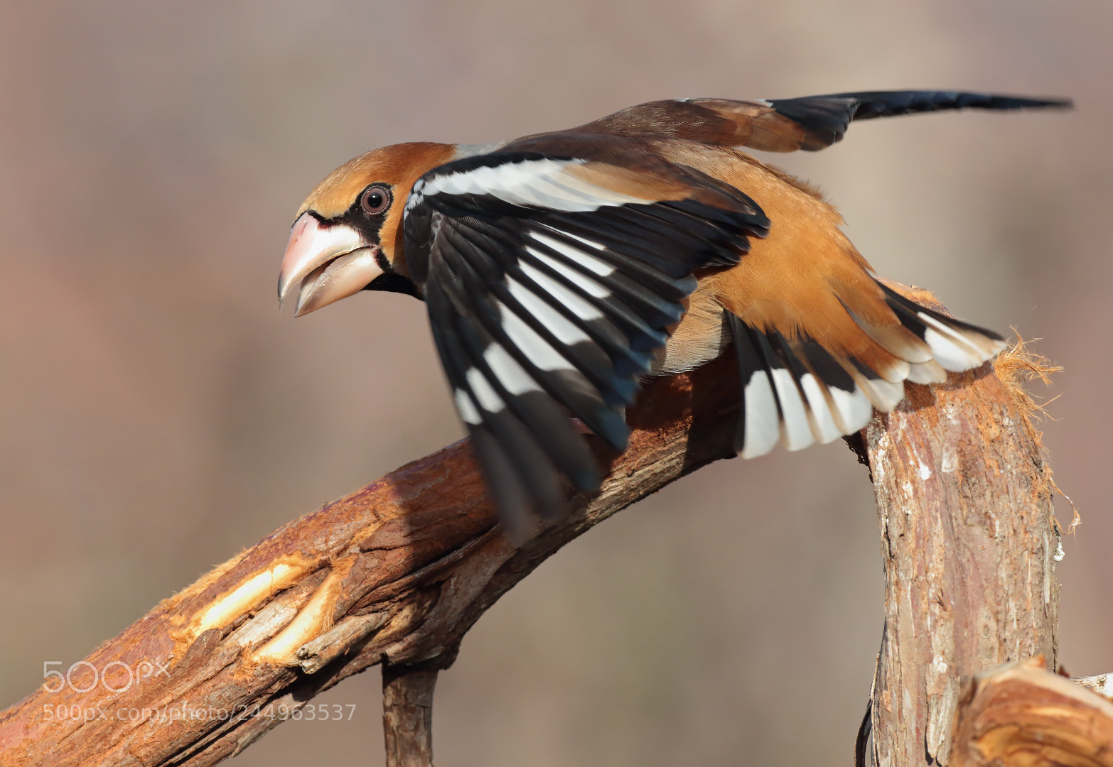 Canon EOS 7D Mark II sample photo. Hawfinch photography