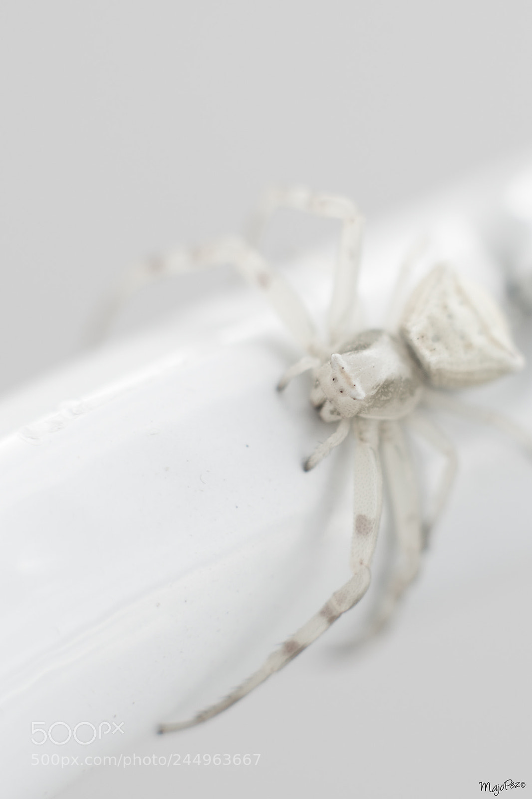 Nikon D800 sample photo. Nice spider photography