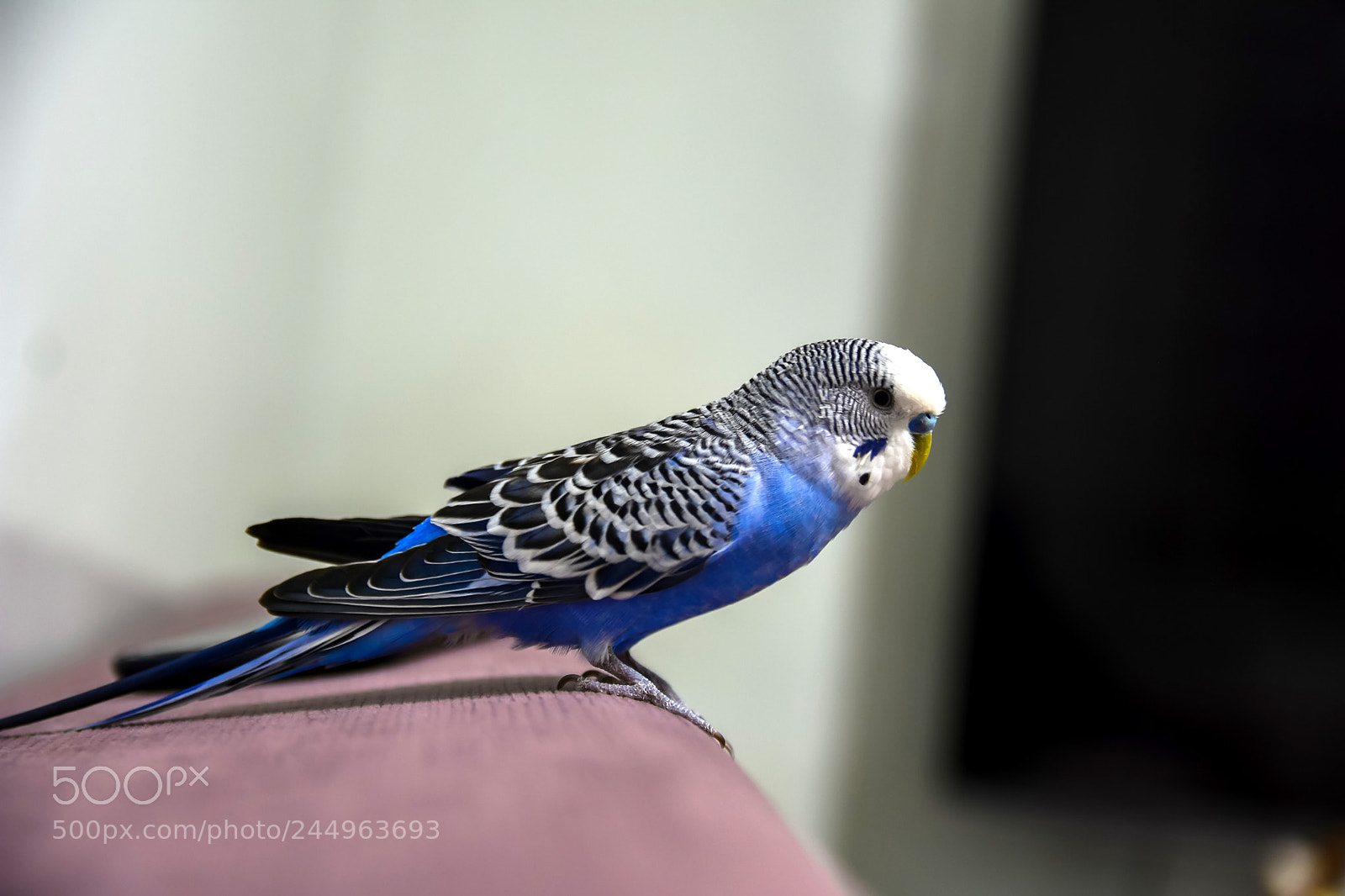 Nikon D7200 sample photo. Untitled photography