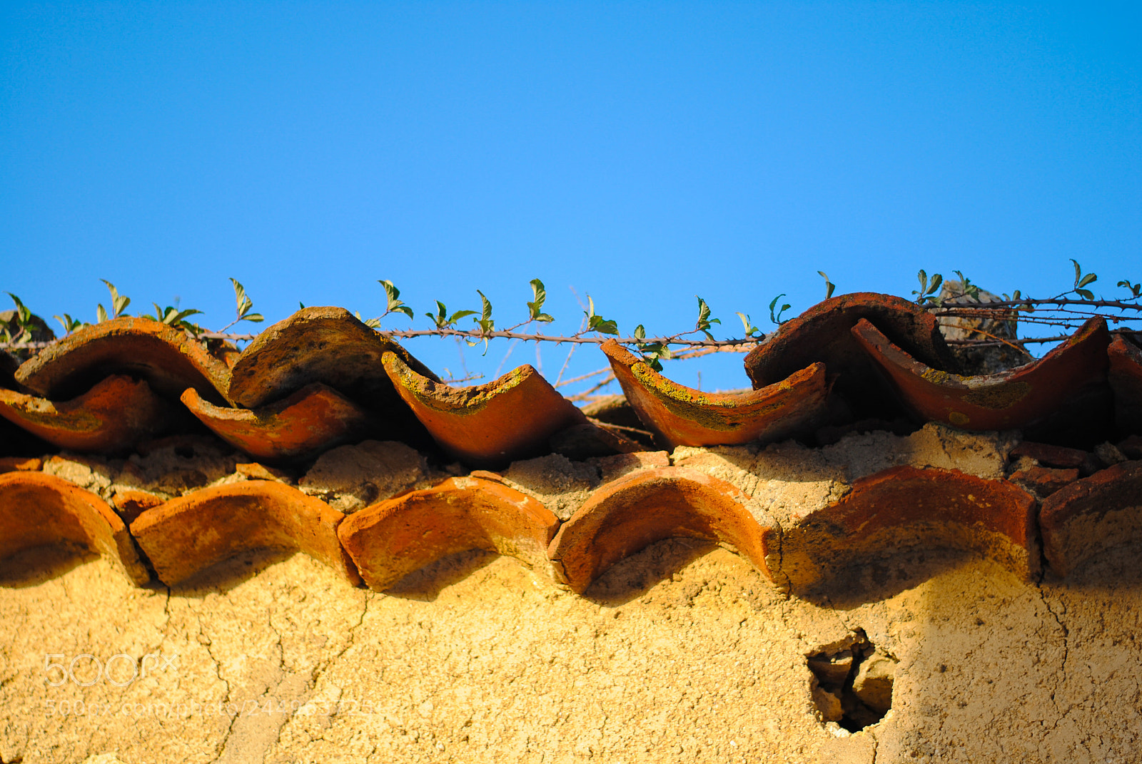Nikon D3000 sample photo. Bridge of thorns photography