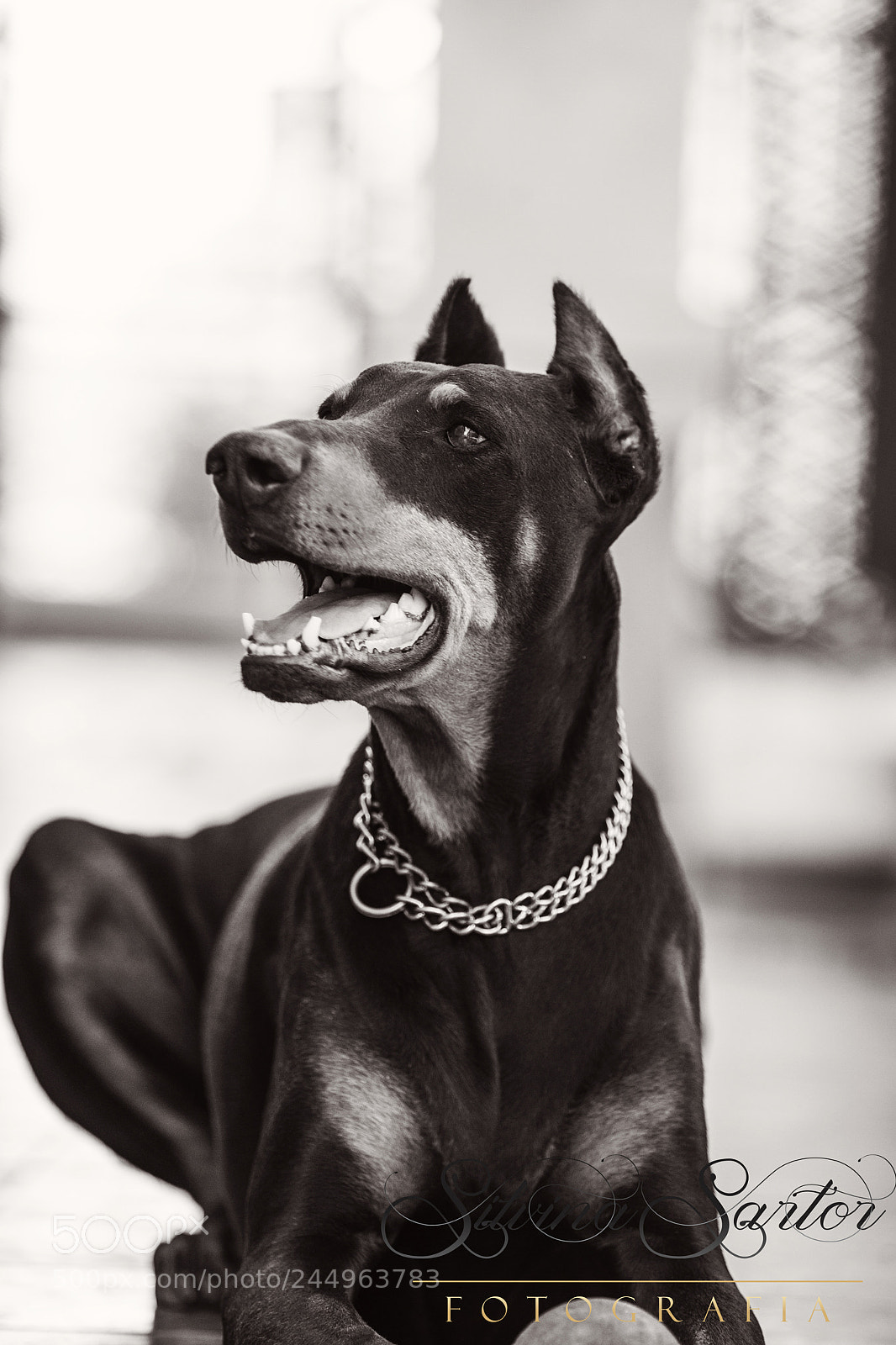 Canon EOS-1D Mark IV sample photo. Mi negro hermoso photography