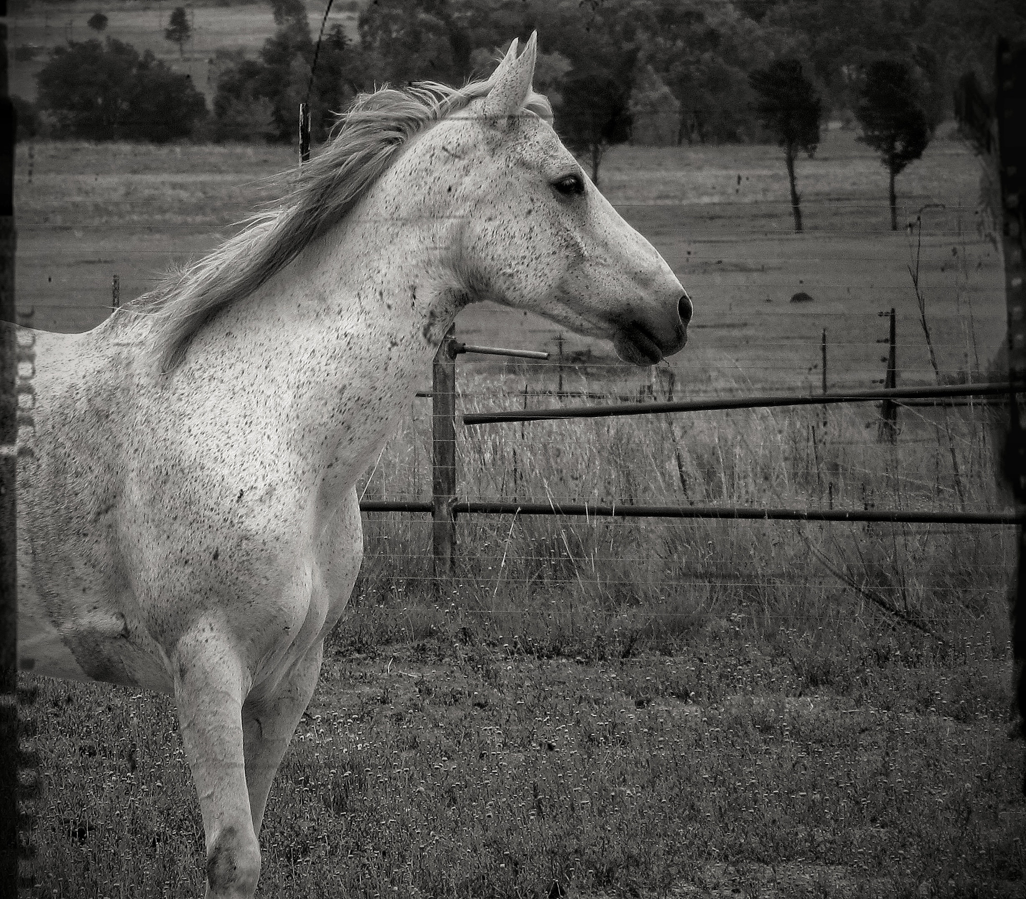 Canon PowerShot SX220 HS sample photo. What do horses think of.. photography