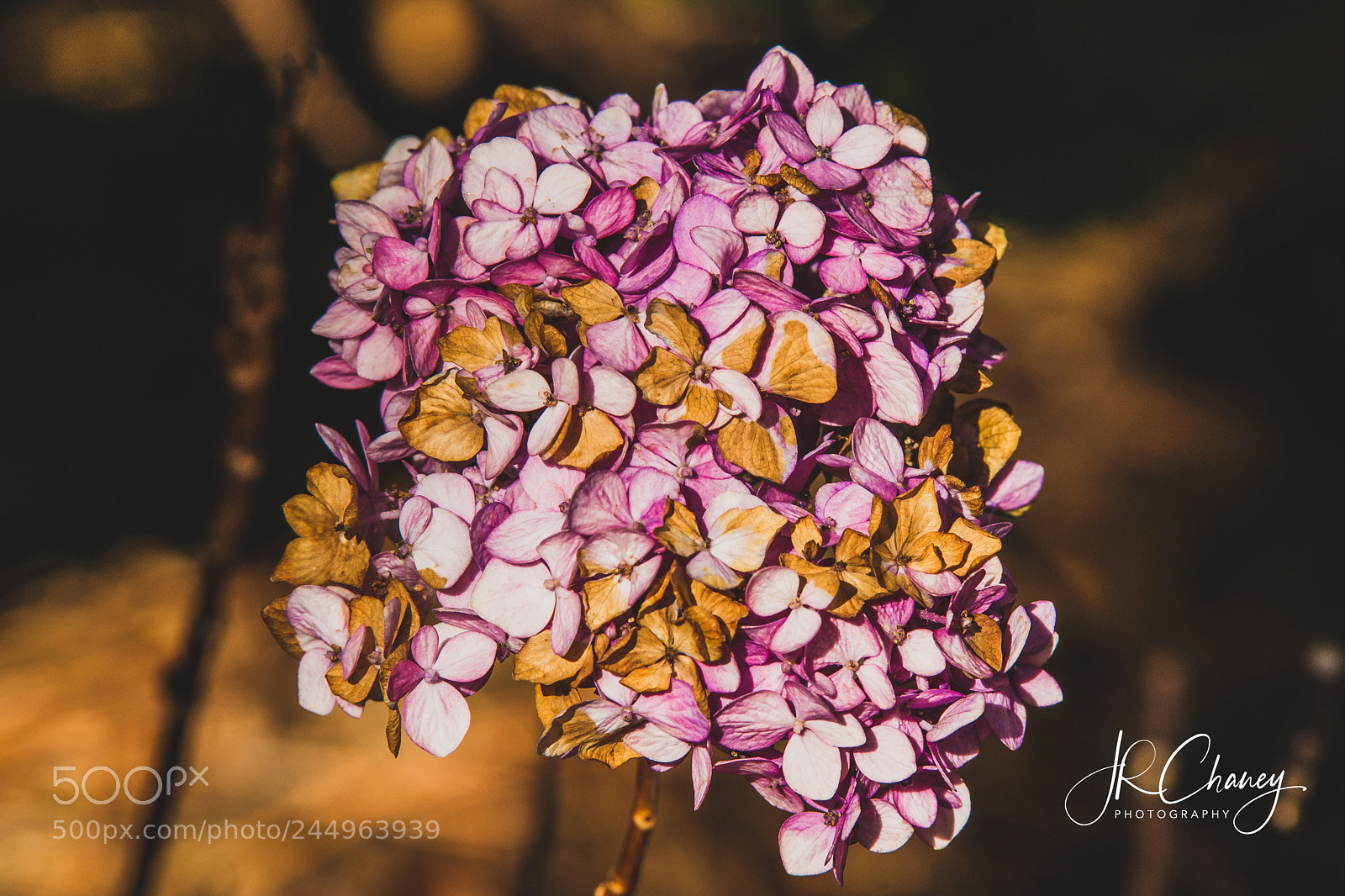 Sony Alpha DSLR-A850 sample photo. Winter blooms photography