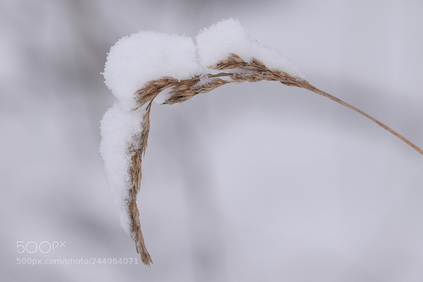 Nikon D810 sample photo. Corn stalk under heavy photography