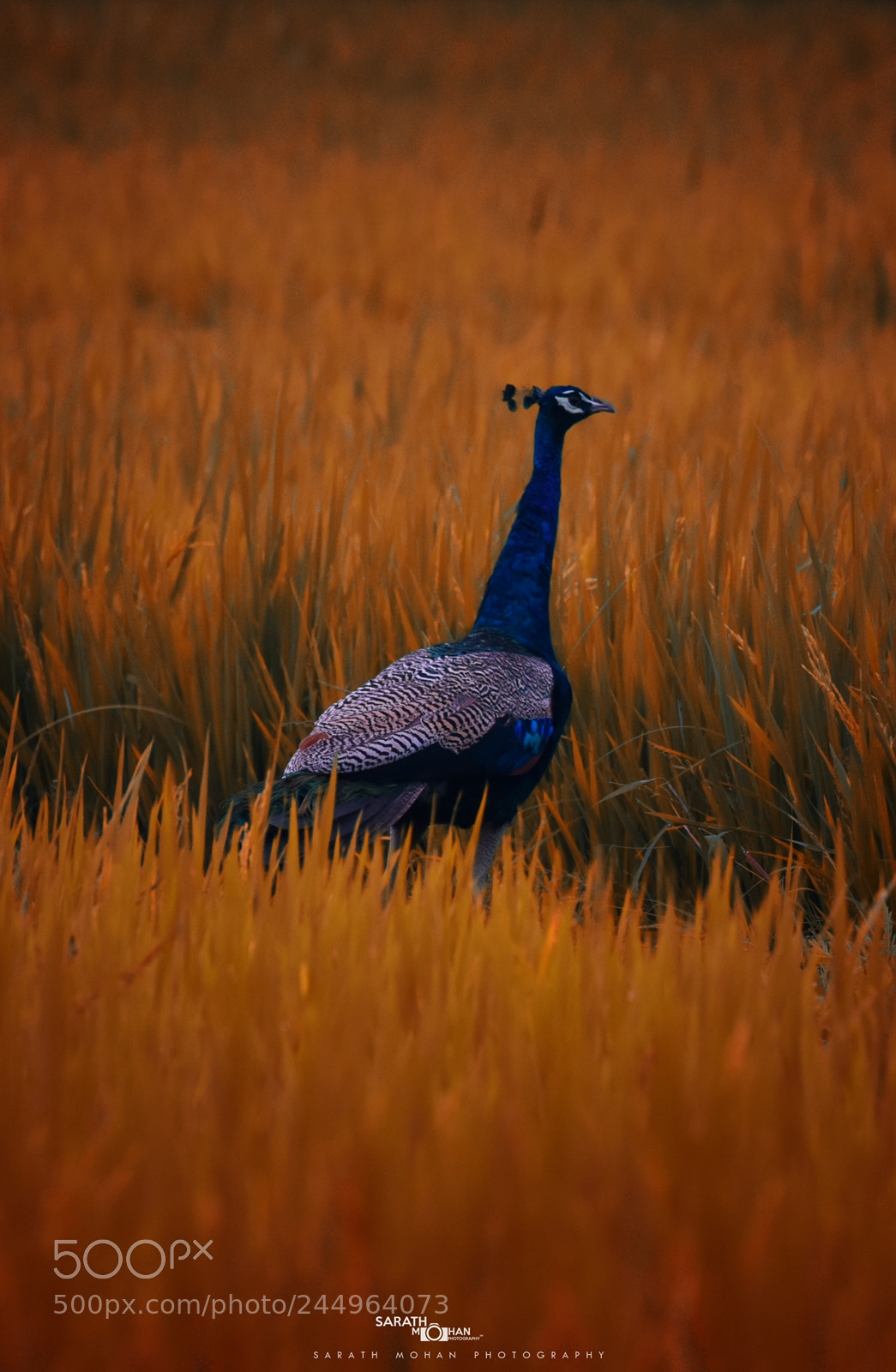 Nikon D810 sample photo. Dream fields photography