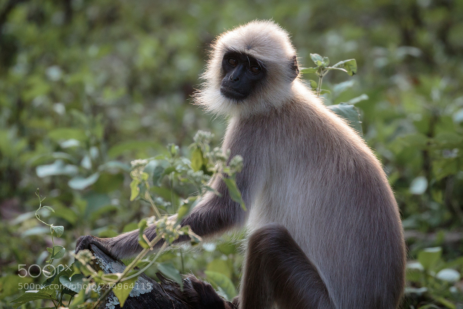 Canon EOS 7D Mark II sample photo. Langur monkey portrait photography