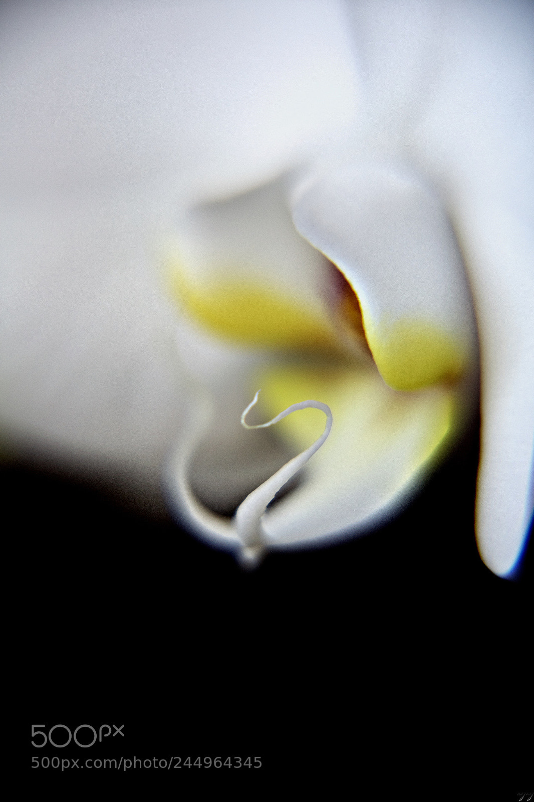 Nikon D3100 sample photo. Orchid... photography