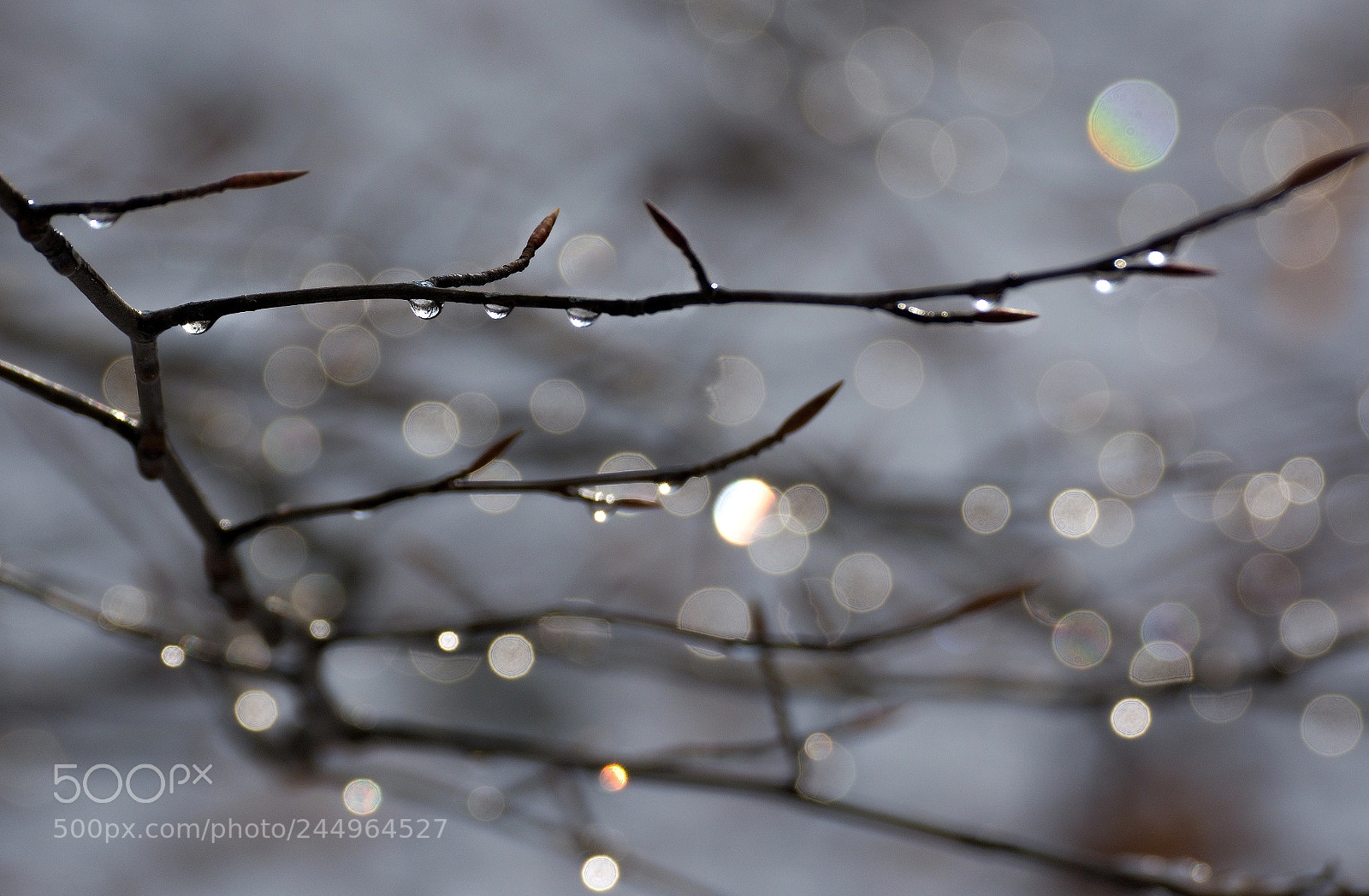 Nikon D7100 sample photo. February, 2018 photography