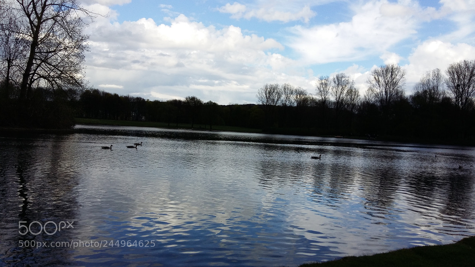 Samsung Galaxy A5 sample photo. Birds in the water photography