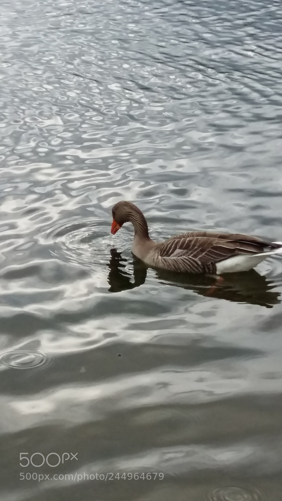 Samsung Galaxy A5 sample photo. Birds in the water photography