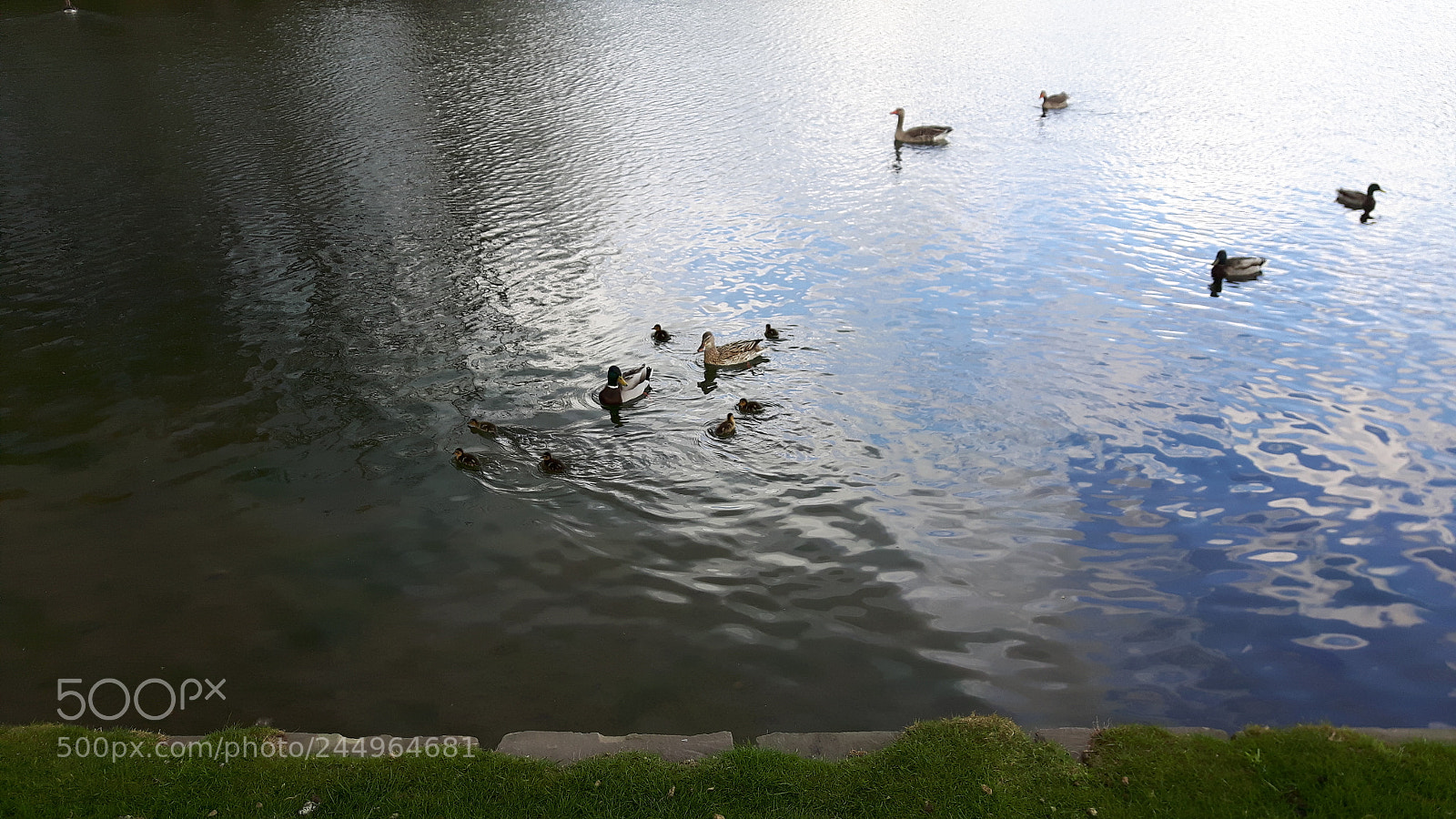 Samsung Galaxy S5 Neo sample photo. Birds in the water photography