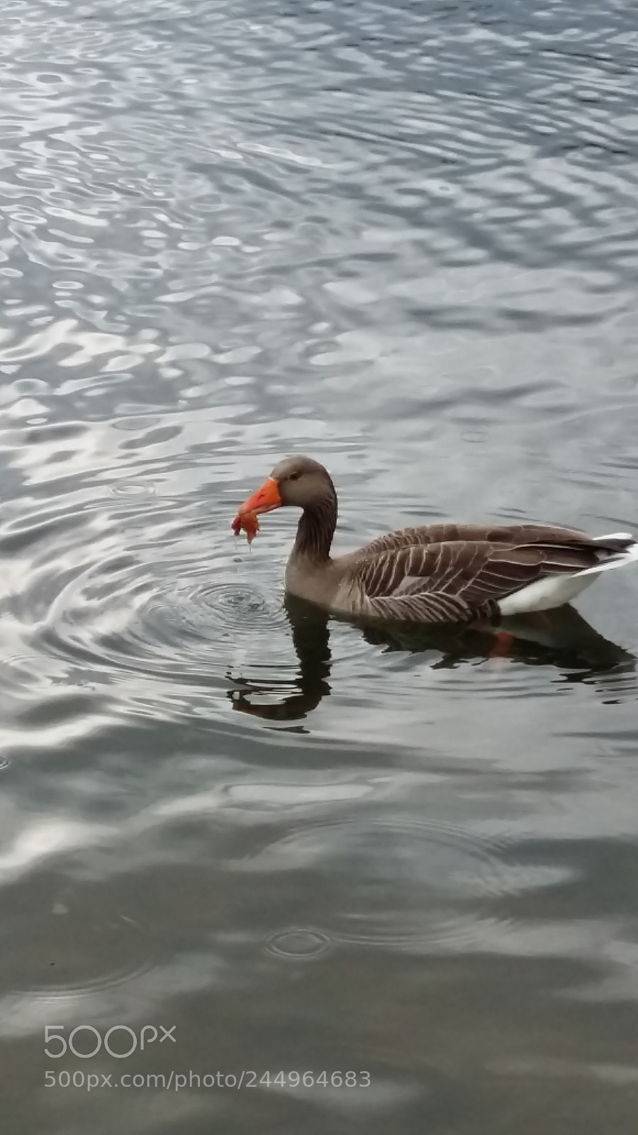 Samsung Galaxy A5 sample photo. Birds in the water photography
