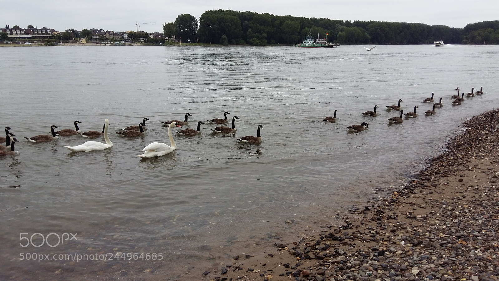 Samsung Galaxy A5 sample photo. Birds in the water photography