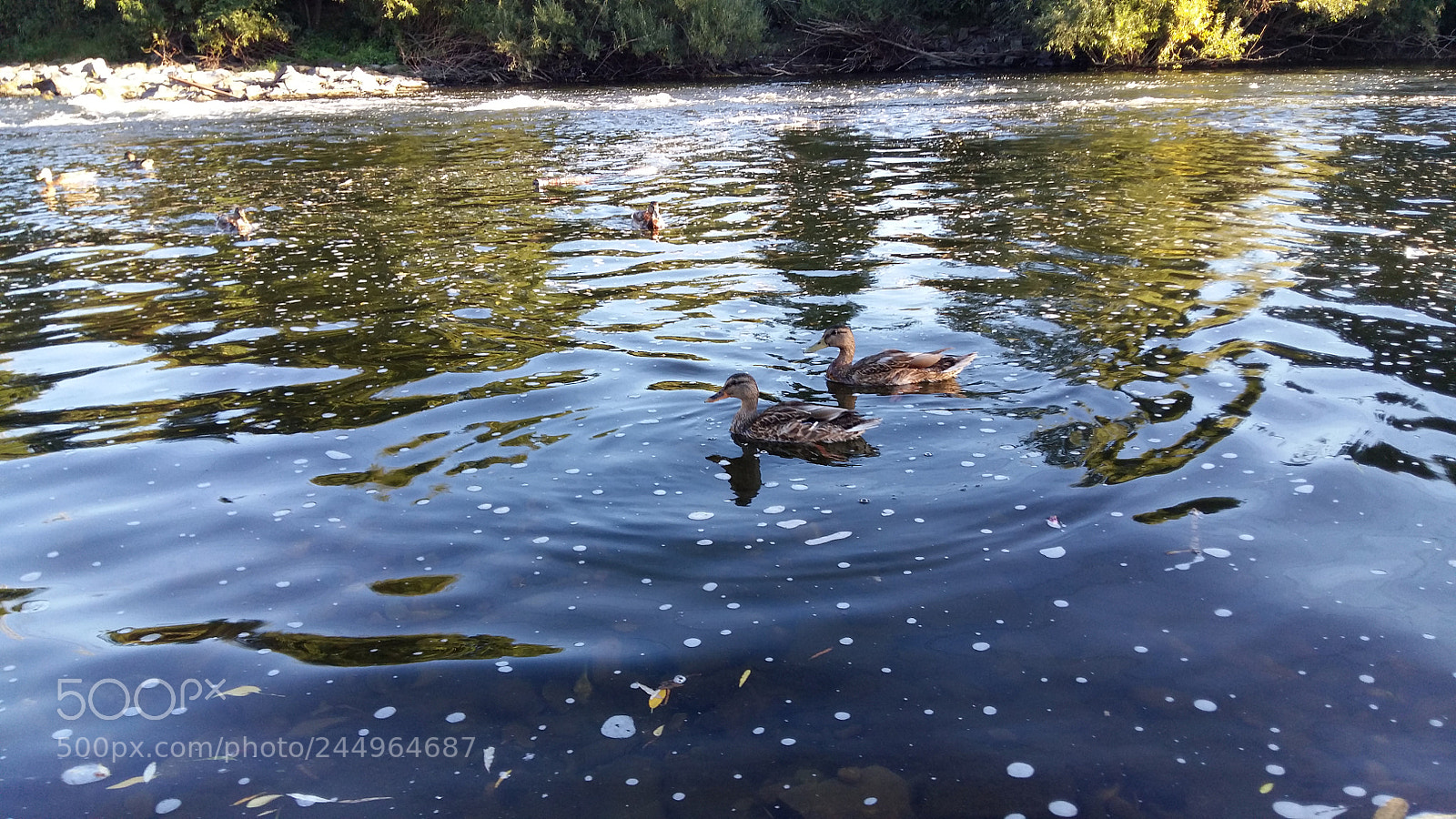 Samsung Galaxy A5 sample photo. Birds in the water photography