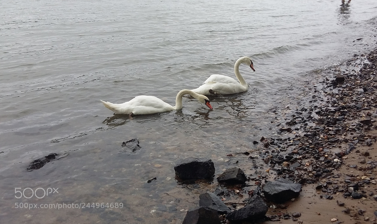 Samsung Galaxy A5 sample photo. Birds in the water photography