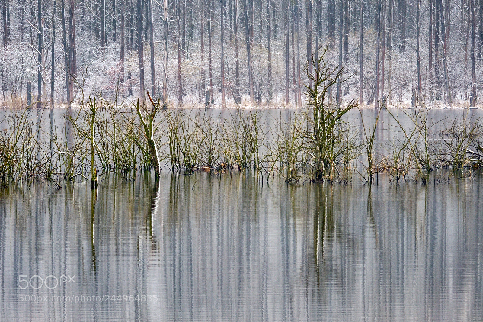 Fujifilm X-T2 sample photo. Reflection of winter photography