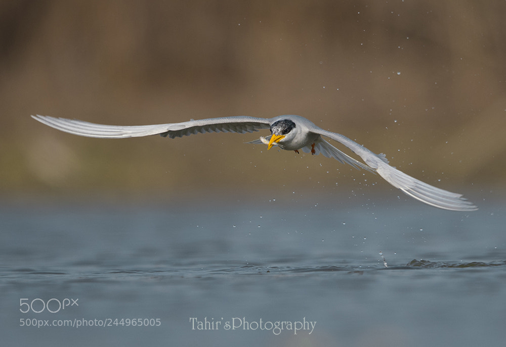 Nikon D500 sample photo. River tern photography