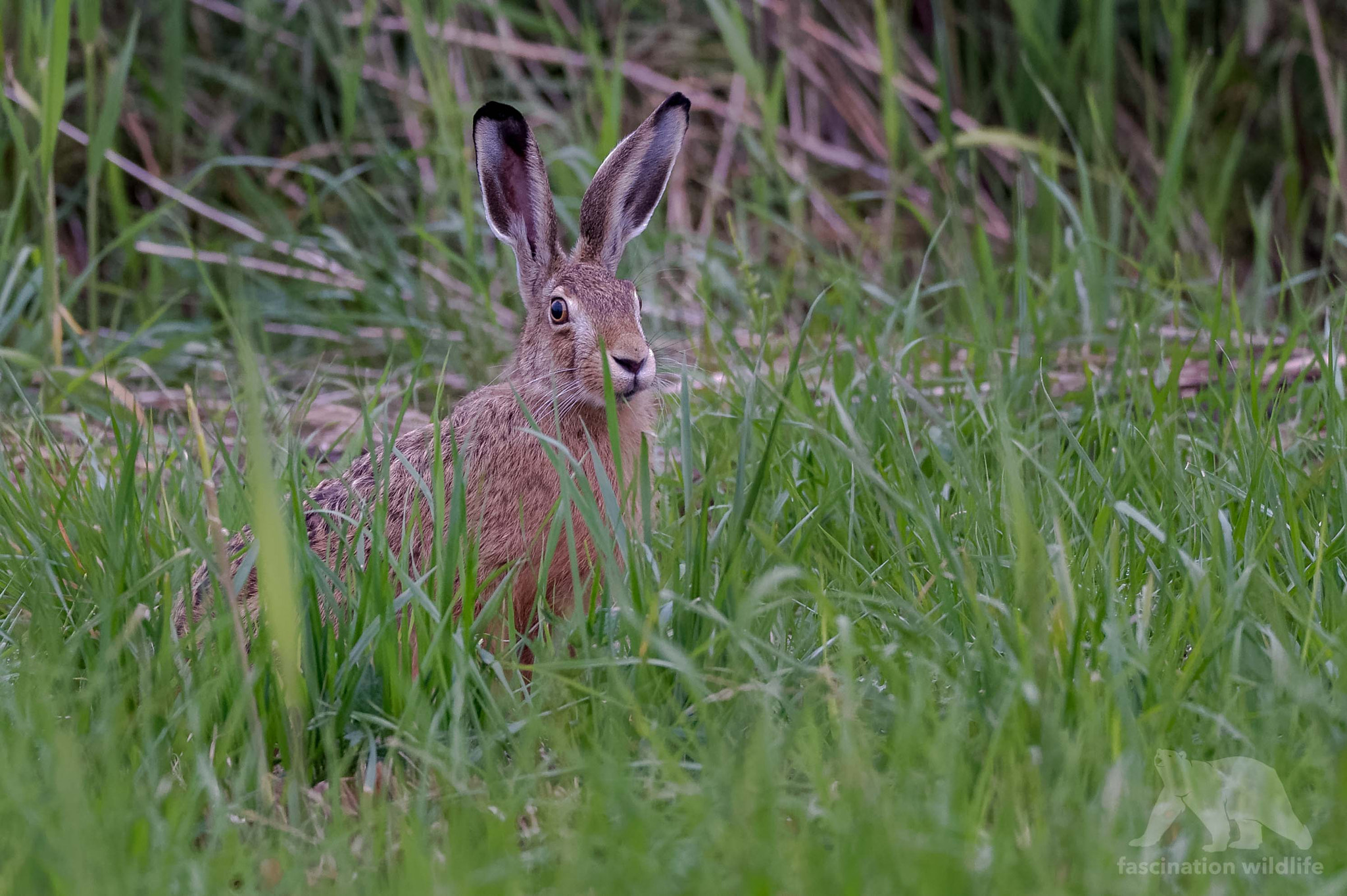 Sigma 150-600mm F5-6.3 DG OS HSM | S sample photo. On alert photography